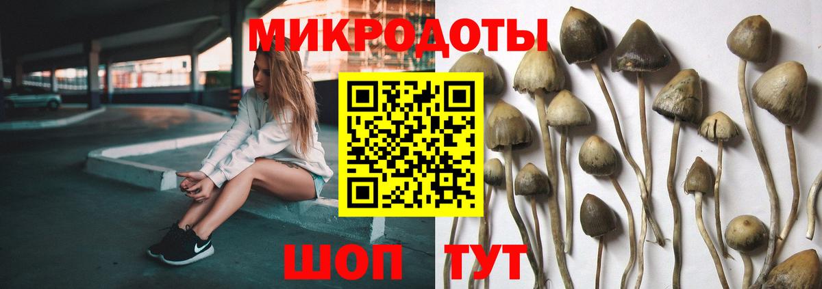 Алексеевка  Псилоцибиновые грибы Psilocybe  Вход с VPN  Галлюциногенные грибы Psilocybe 